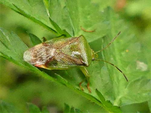 Réf. 280 767 : Elasmostethus interstinctus